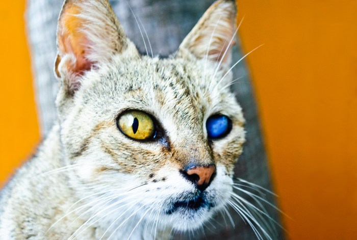 blueeyedcat