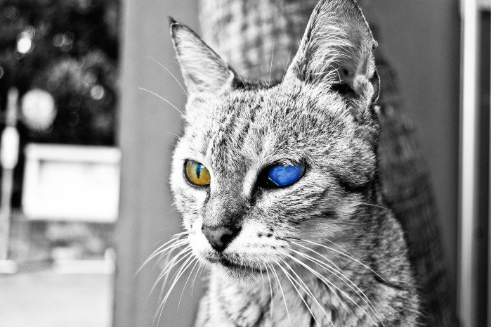blueeyedcat