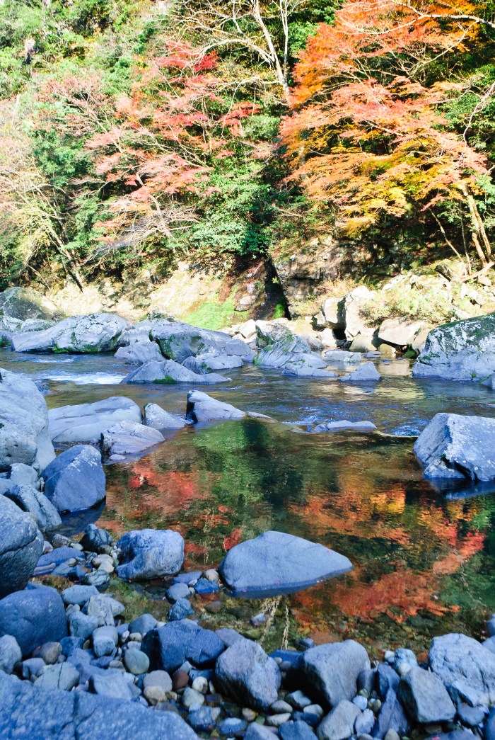 redautumnleavesreflectoin