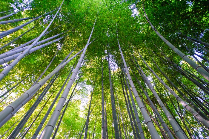 bambooforest