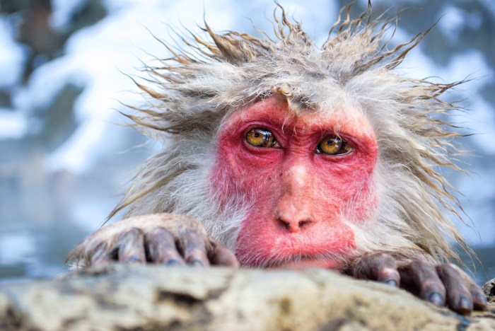 jigokudano-snow-monkeys