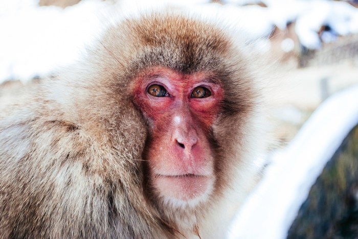 japan-snow-monkey-nagano