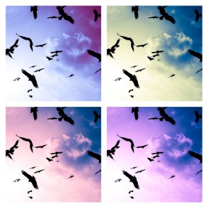 pop-art-birds