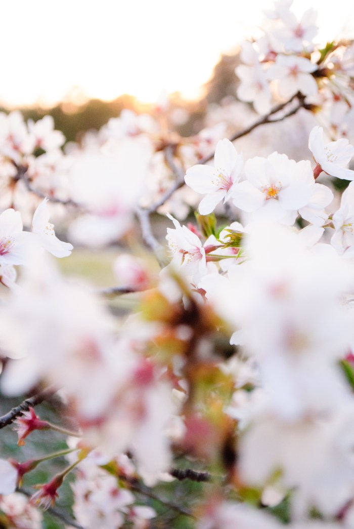 Day-141-2 cherry-blossoms