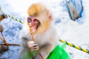 japanese-monkey