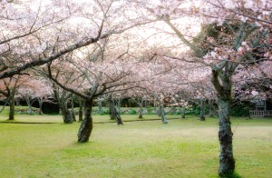cherry-blossoms