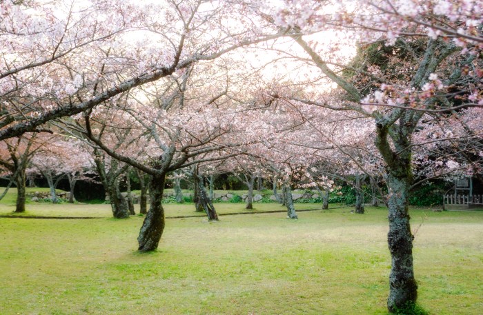 cherry-blossoms