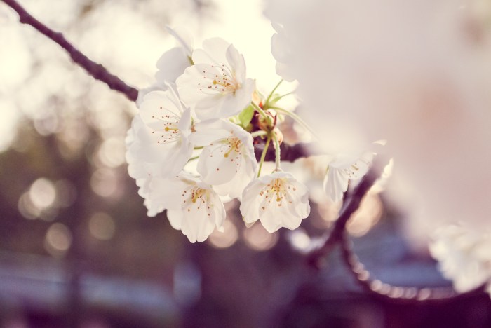 cherry-blossoms