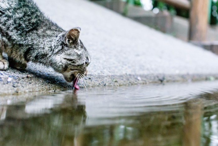 cat-drinking