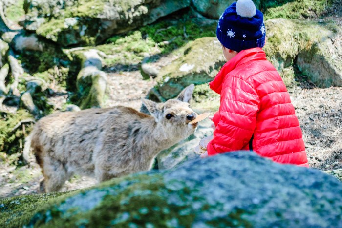 nara-deer