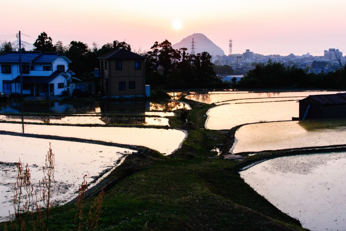 Day-184-2 rice-field-sunset