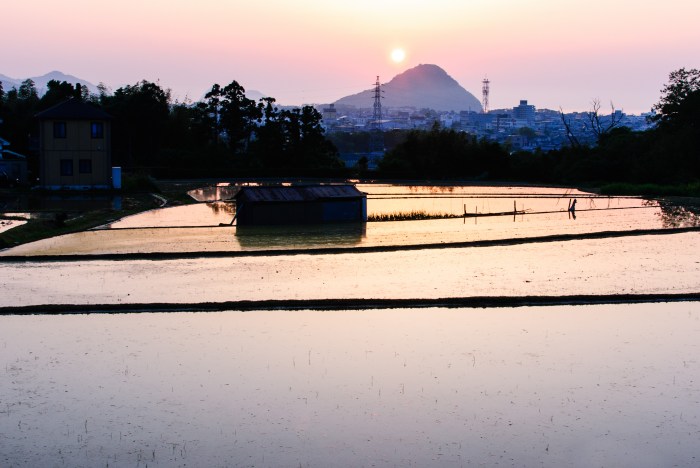 Day-184-3 rice-field-sunset