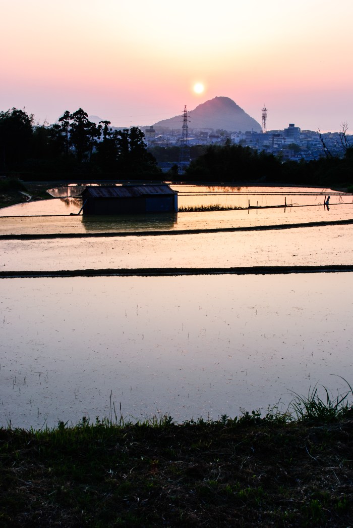 sunset-rice-field