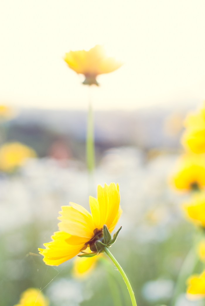 yellow-flower