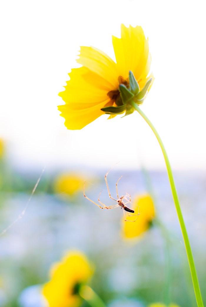 spider-yellow-flower