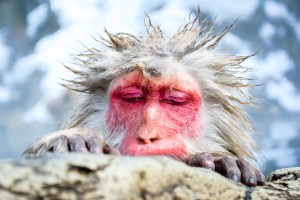 monkey-moments-japanese-snow-monkey