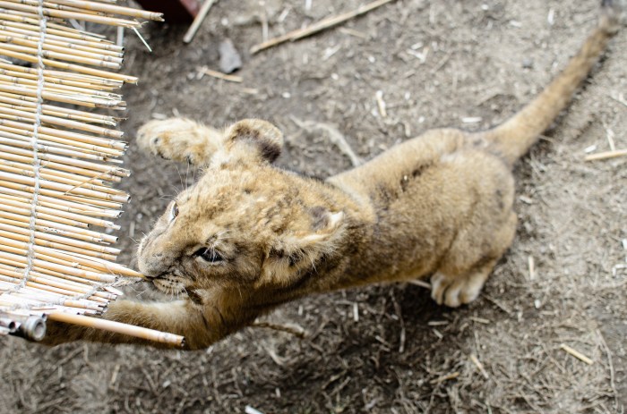 safari-park-lion-cub