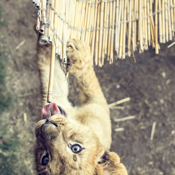 lion-cub
