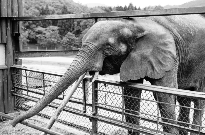 elephant-zoo