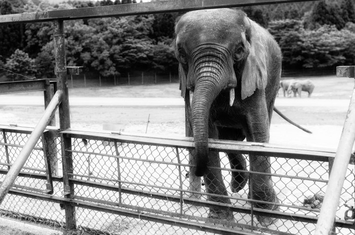 elephant-zoo