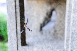 spider-and-its-web