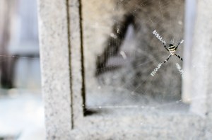 spiders-web-japan