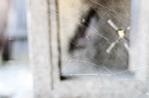 spiders-web-japan