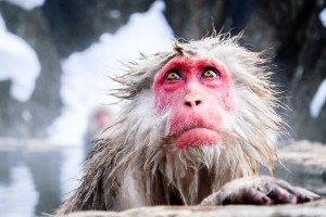 snow-monkey-japan