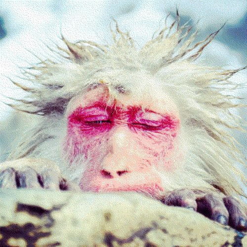 japanese_snow_monkey_combining_all_the_instagram_filters
