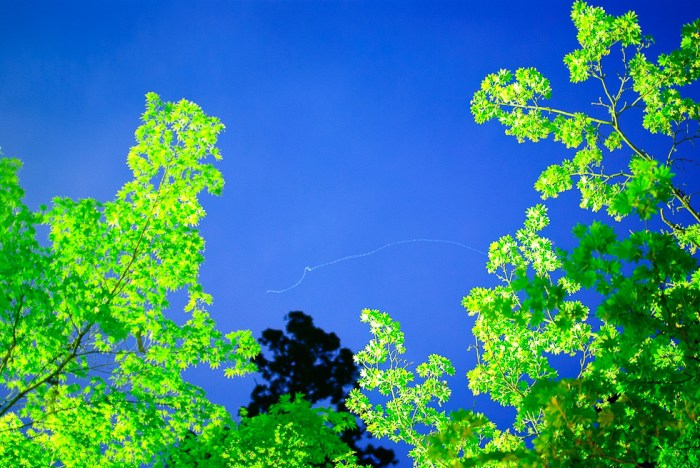 tree-at-night-drunken-fly-in-flight