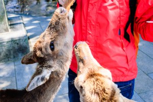 deer_feedin_in_nara