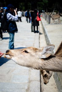 deer-in-nara-japan