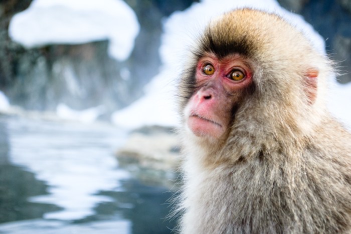 japanese-snow-monkey