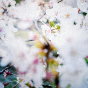 cherry_blossoms_japan