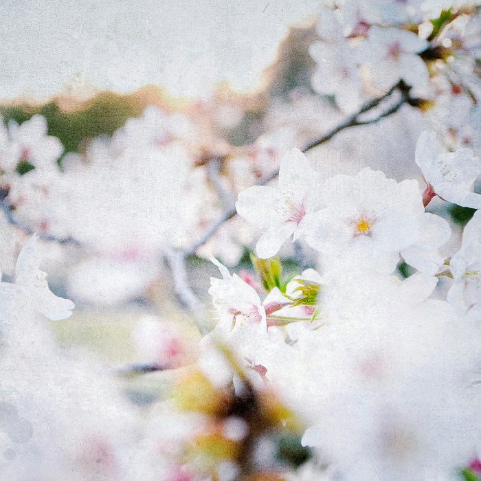 cherry_blossoms_japan