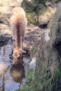 deer-drinking-from-a-stream