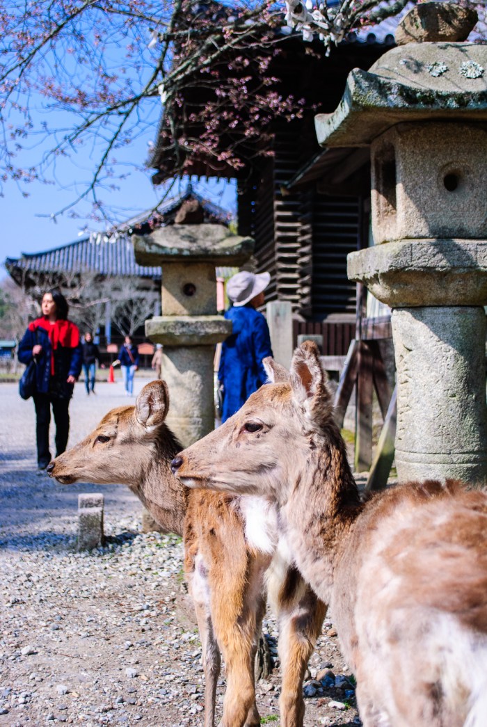 deer-in-nara-park