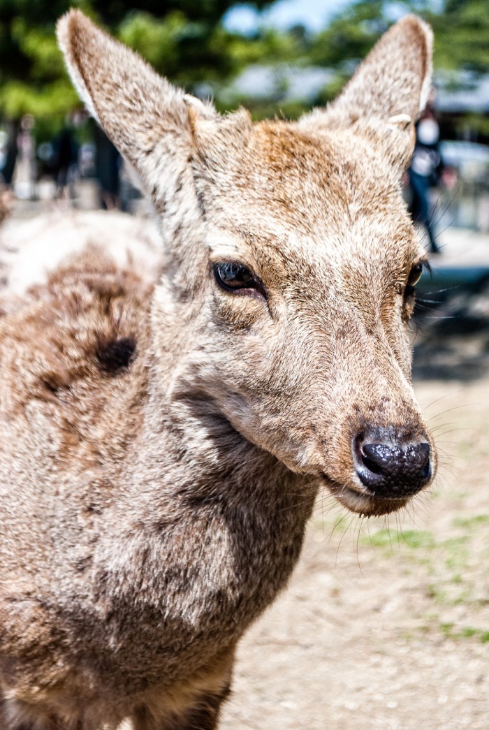 deer-of-nara