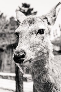 deer-of-nara
