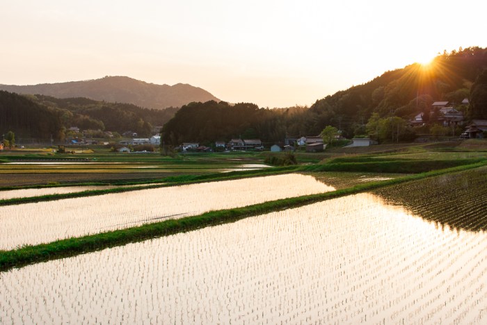 japan-rice-field-sunset