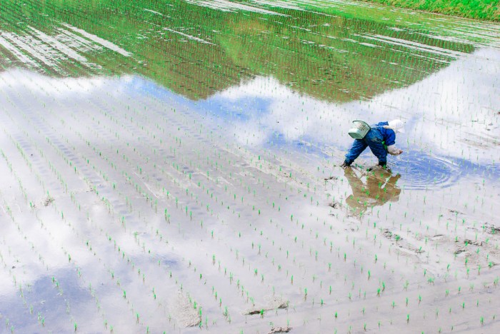 traditional-rice-planting-japan