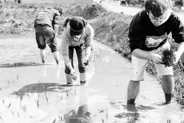 planting-rice-in-japan