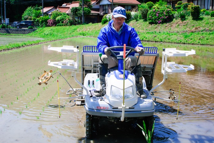 rice-plating-in-japan