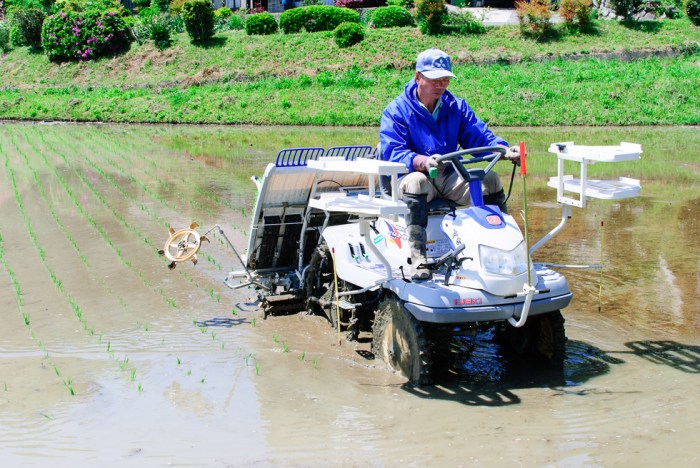 rice-plating-in-japan