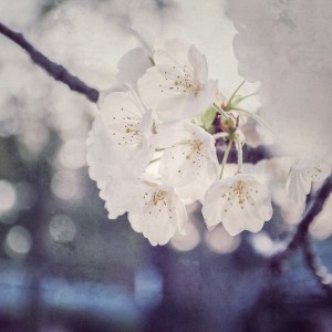 cherry-blossoms-instagram