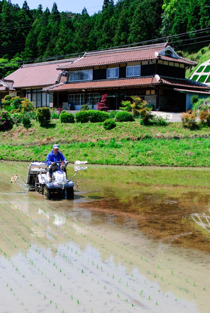 rice-planting-japan