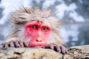 japanese-snow-monkey