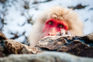 japanese-snow-monkey