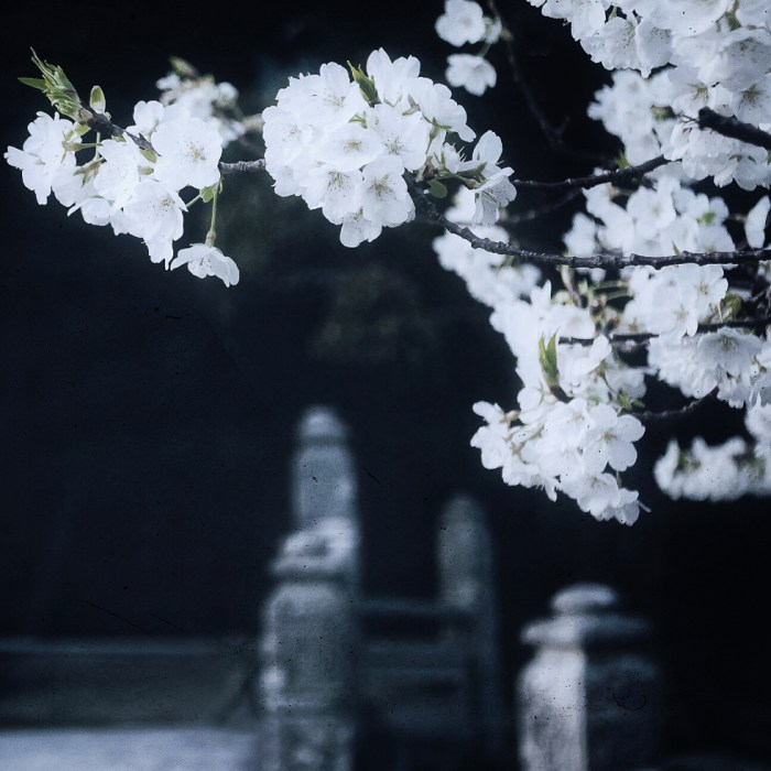 japan-cherry-blossoms