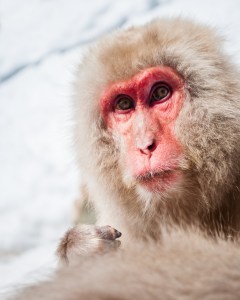 japanese-snow-monkey